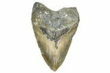 Fossil Megalodon Tooth - North Carolina #368435-1